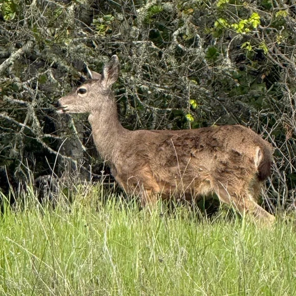 22 LIKE , SAVE AND SHARE FOR DEALS ๐๐๐๐๐ - Picture 1 of 1